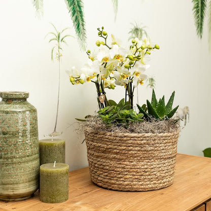 Plant Set in Reed Basket - Three Purple Orchids Morelia 9cm + Three Green Plants Rhipsalis - Jungle Bouquet Purple incl. Self-Sustaining Water Reservoir