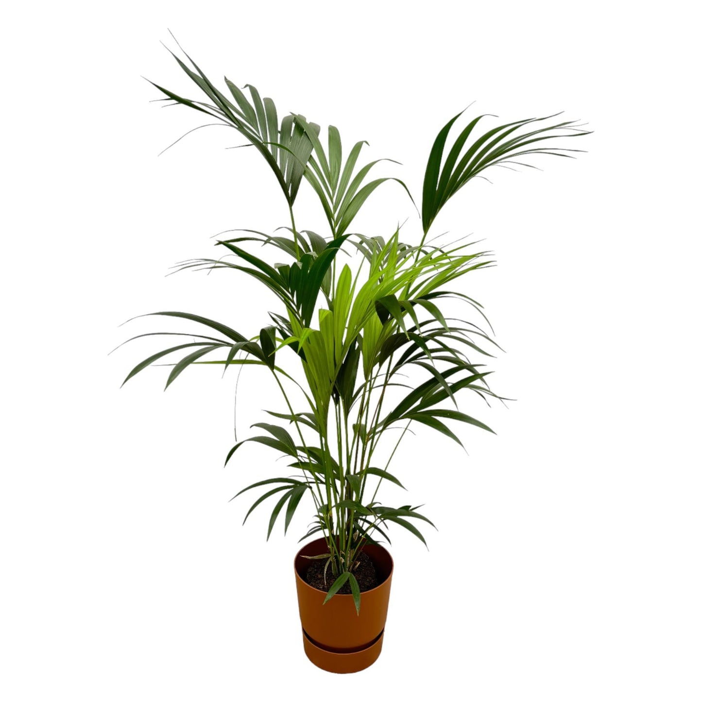 Palmera Kentia + Elho Greenville Redonda marrón - 160 cm - 24 cm