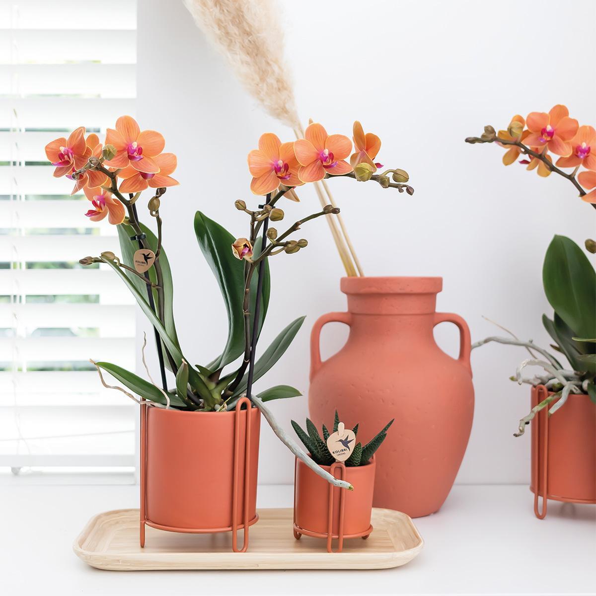 Orange Orchid Bolzano - pot size 9cm