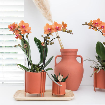 Orange Orchid Bolzano - pot size 9cm