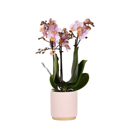 Pink Orchid – Andorra + Gold Foot Pink Pot – Pot Size 9cm – 35cm