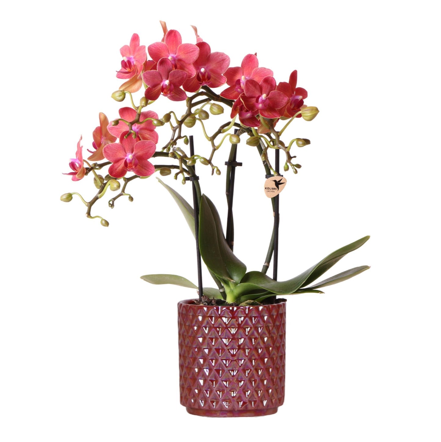Red Orchid Congo + Pearl Red Pot Size 9cm
