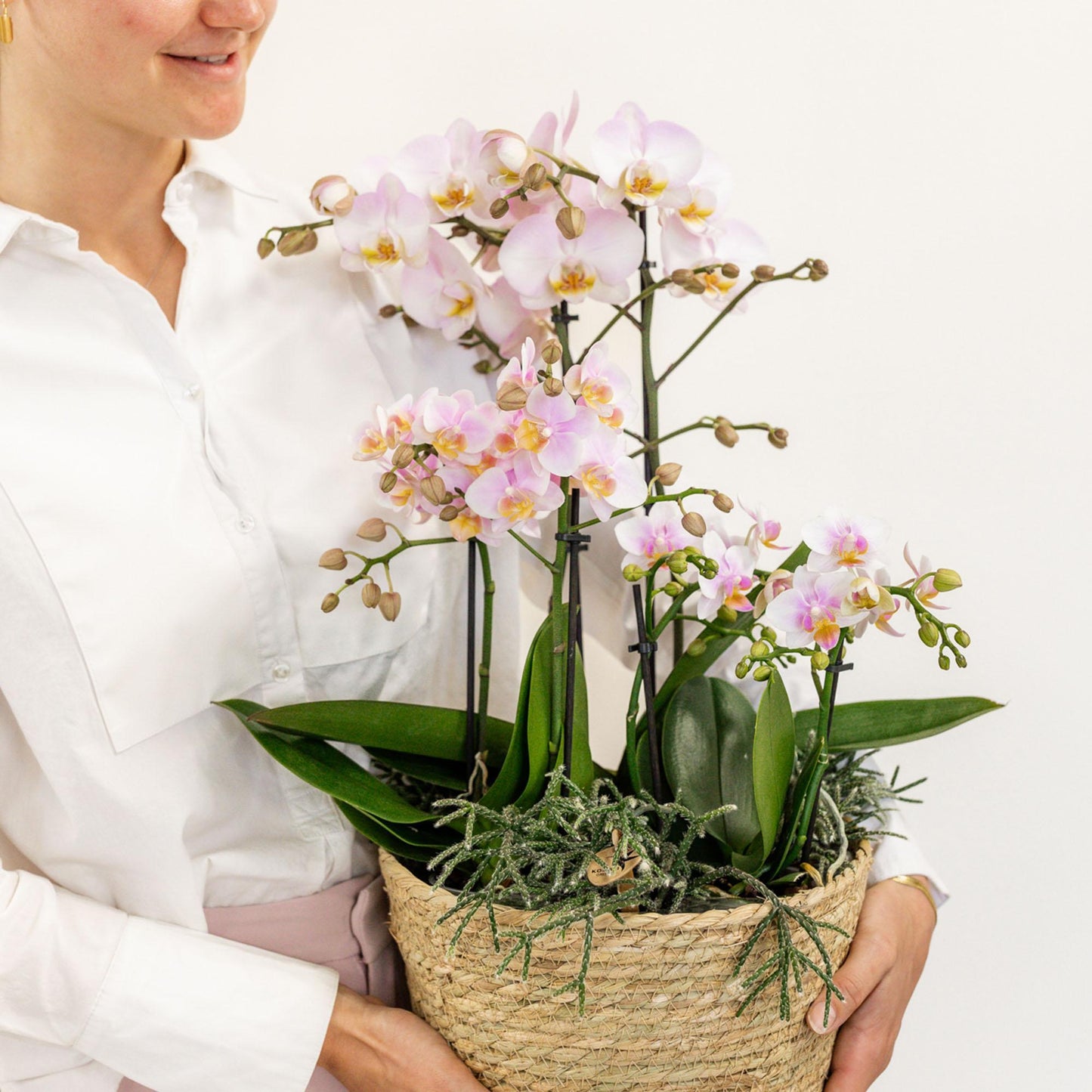 Pink Orchids Set in Reed Basket - 3 Pink Orchids + 3 Green Plants + Self-Sustaining Water Reservoir
