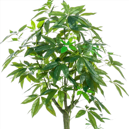 Kunstboom - Pachira Aquatica - Geldboom - 150 cm tot 180 cm