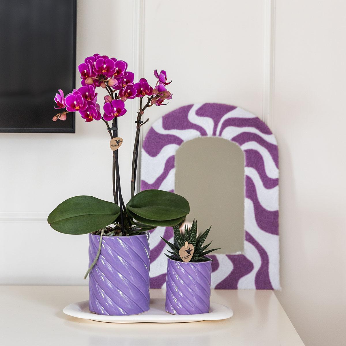 Gift Set Optimism  with Purple Orchid in Candy Decorative Pots on White Organic Tray
