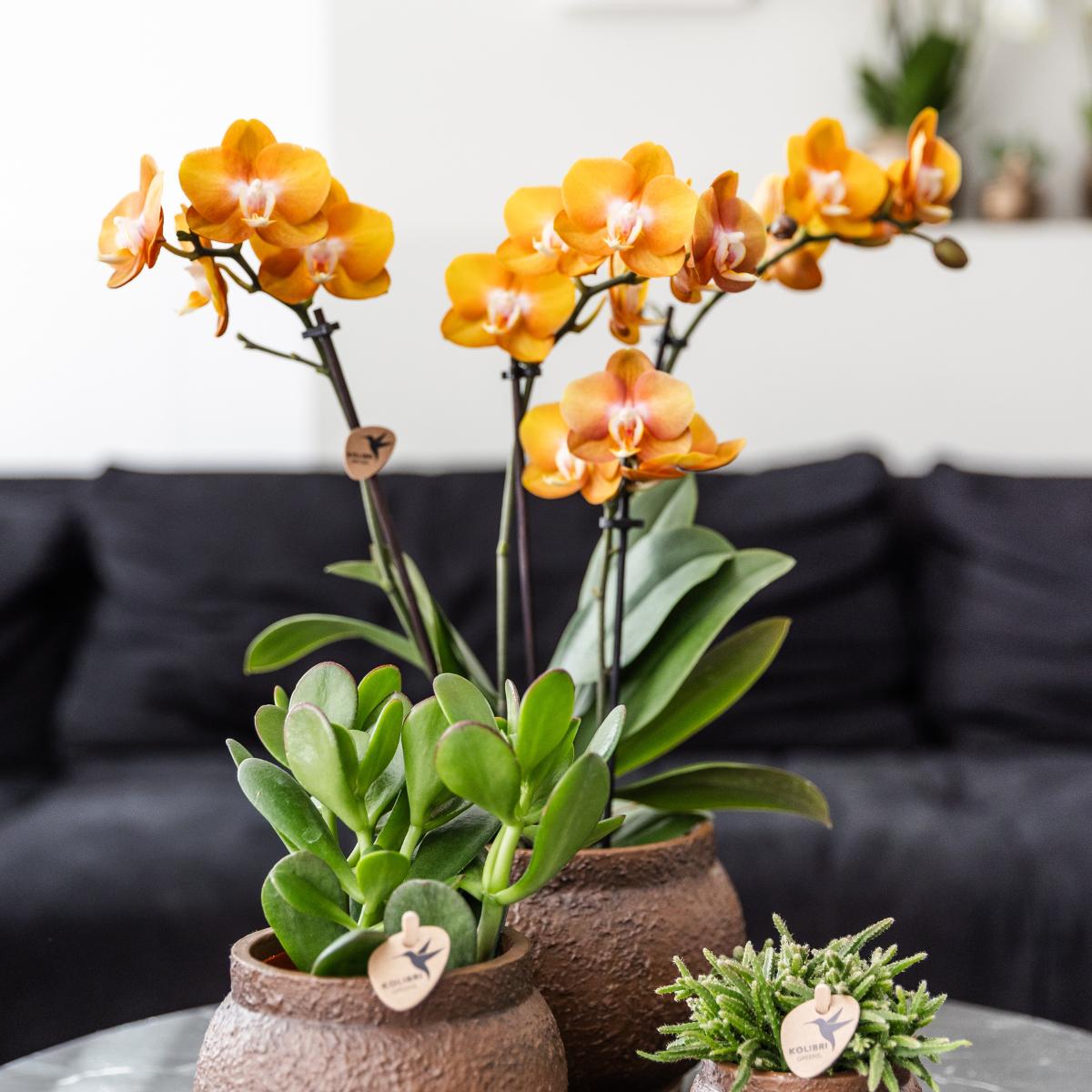 COMBI DEAL van 4 Orchideeën - Las Vegas - Potmaat 12cm