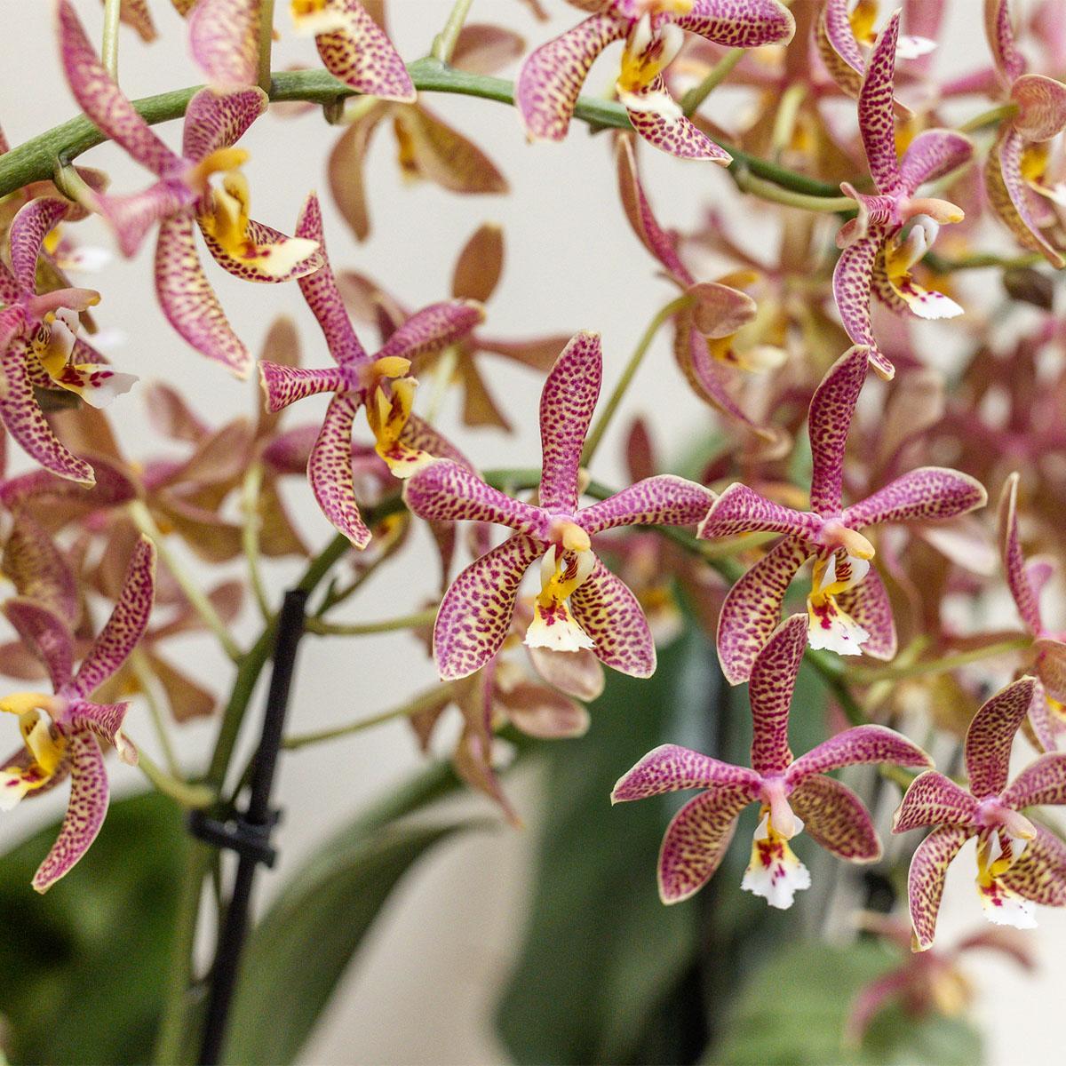 Orange Orchid - Spider - Pot Size 9cm