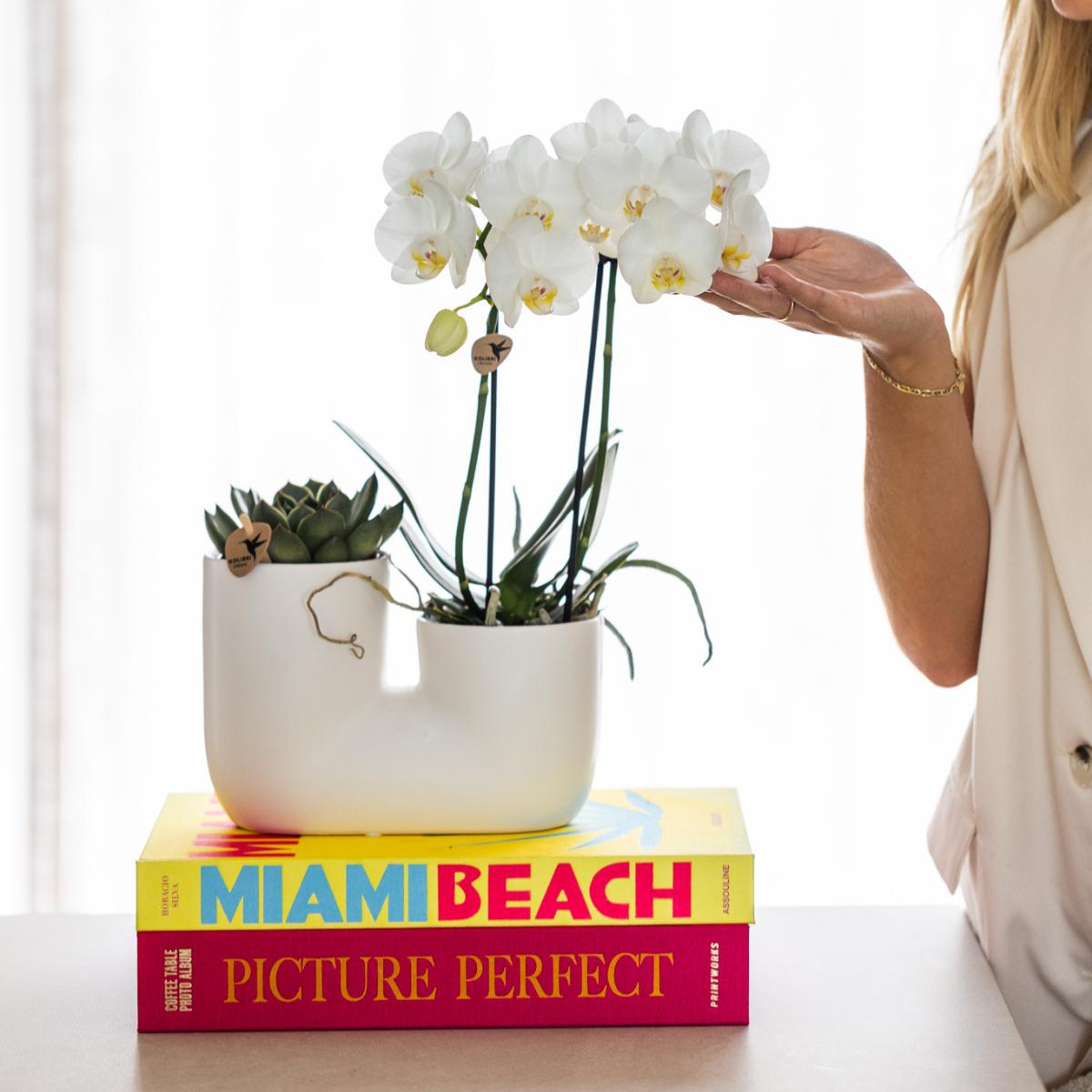 Set of White Amabilis Orchid t in White Tube Decorative Pot - Pot Size 9cm |