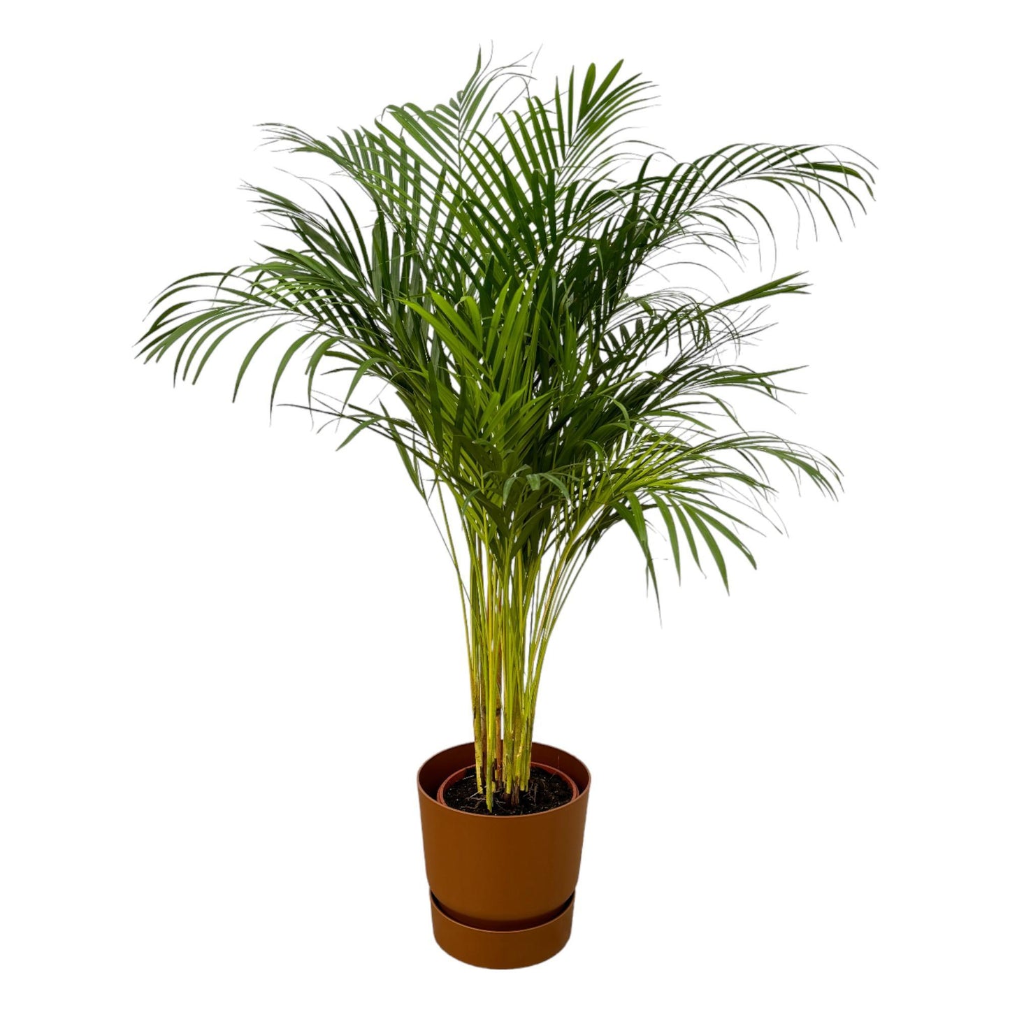 Areca Palm Tree - Height 130 cm + Elho Greenville Round Pot - Brown D30xH28