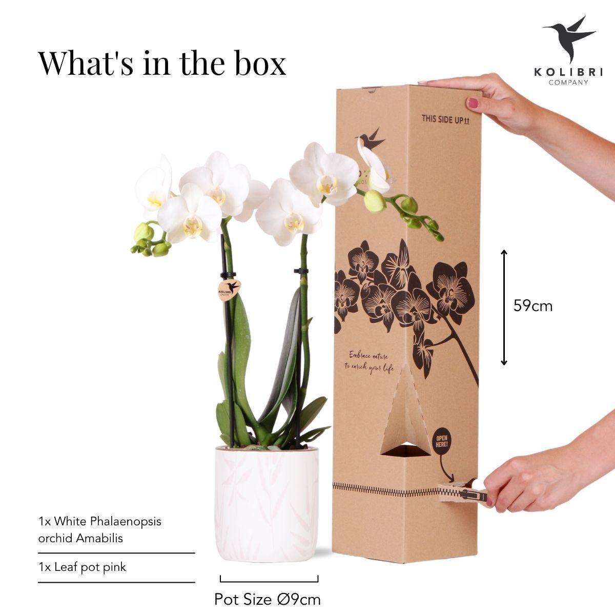 Witte Orchidee Amabilis + Blad Roze Potmaat 9cm