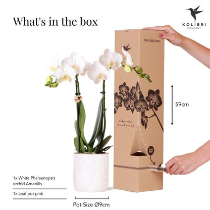 Witte Orchidee Amabilis + Blad Roze Potmaat 9cm