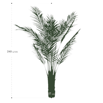 Kunstboom - Areca Lutescens - Goudpalm - 180 cm