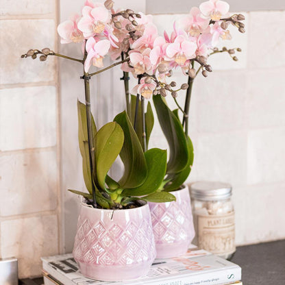 Pink Orchids- Andorra - pot size 9cm