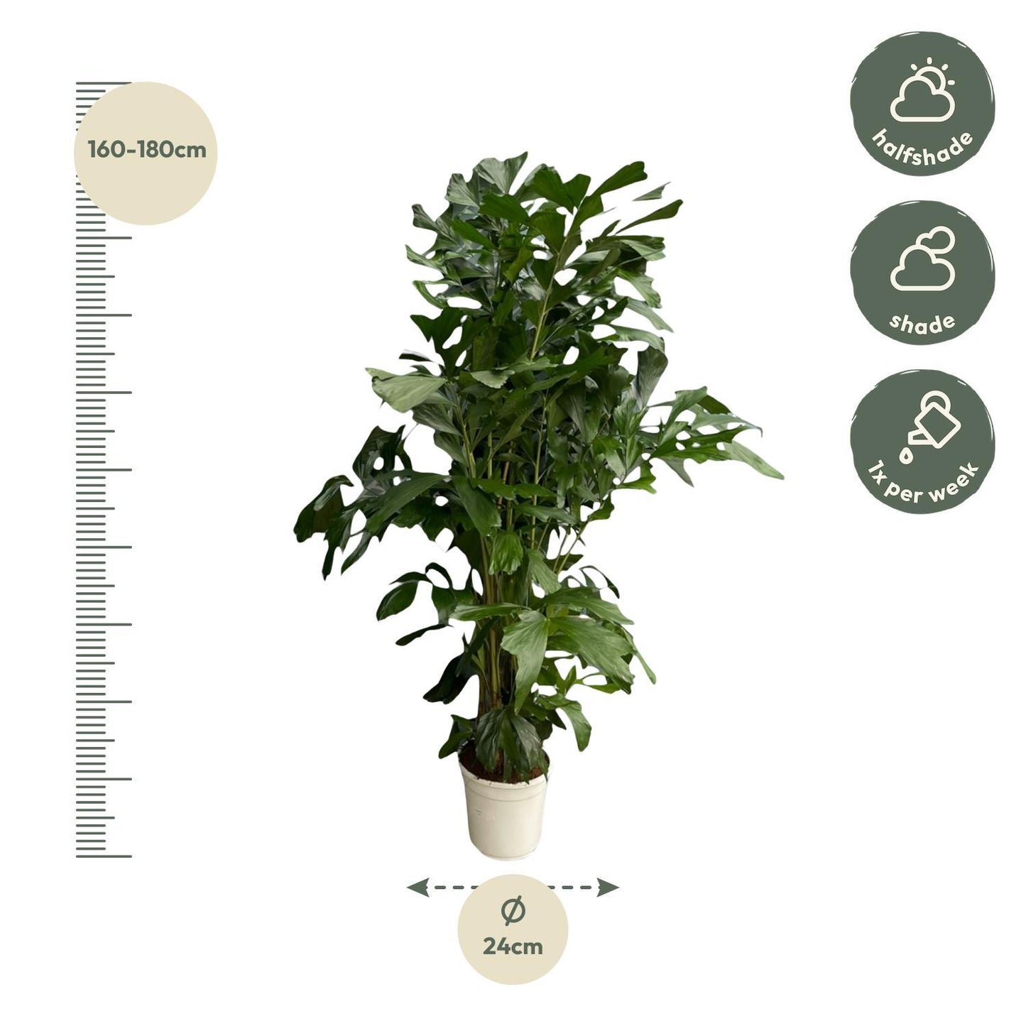 Caryota Mitis - Altura 170 cm - Maceta 24 cm