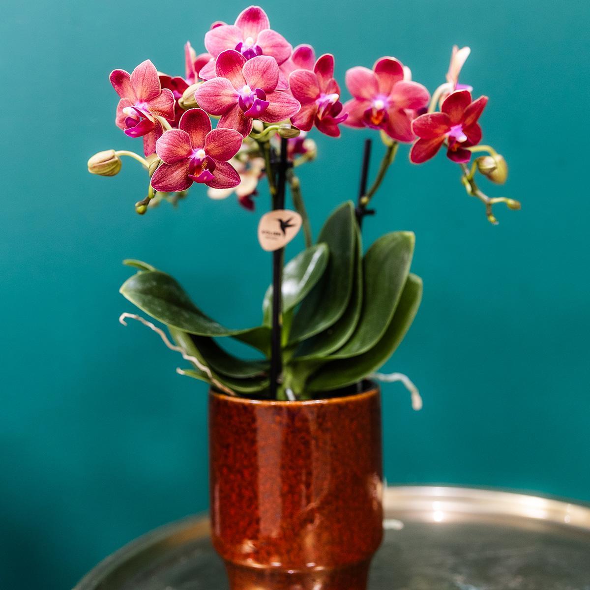 Red Orchid Congo + Classy red - pot size 9cm