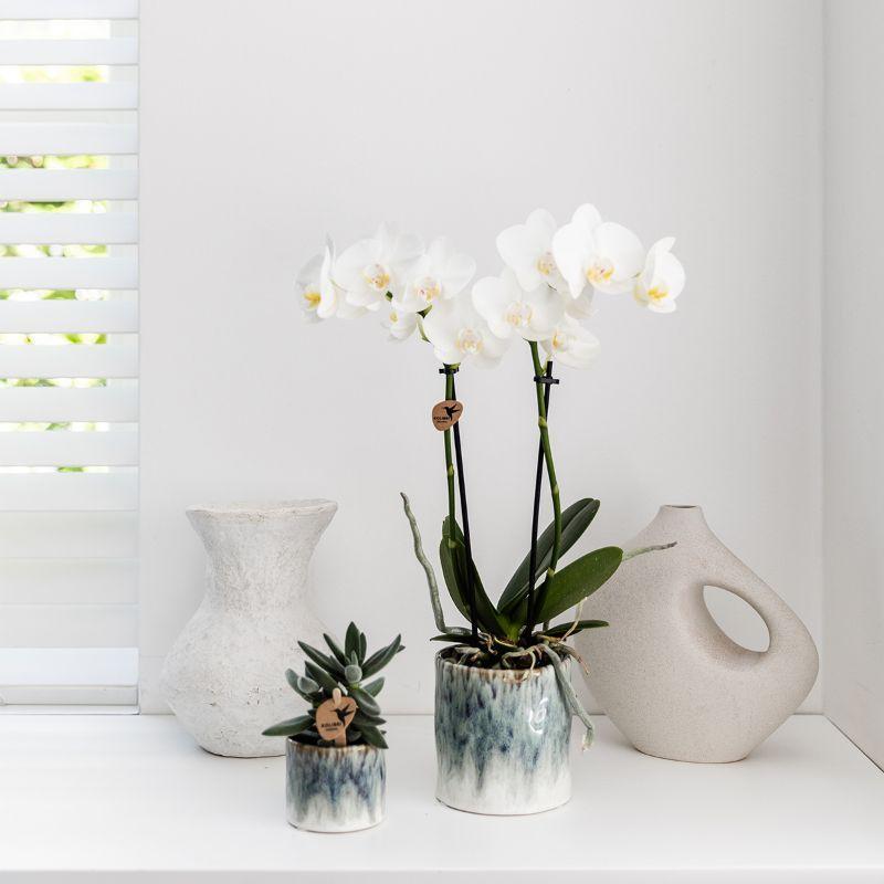 Witte Orchidee – Amabilis + Sky Pot – Potmaat 9cm – Hoogte 40cm
