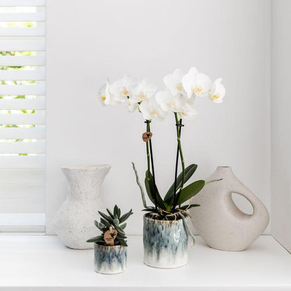 Witte Orchidee – Amabilis + Sky Pot – Potmaat 9cm – Hoogte 40cm