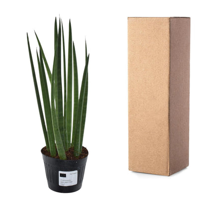 Sansevieria cylindrica 'Bacularis' / Mikado  - 38 cm - 10,5 cm