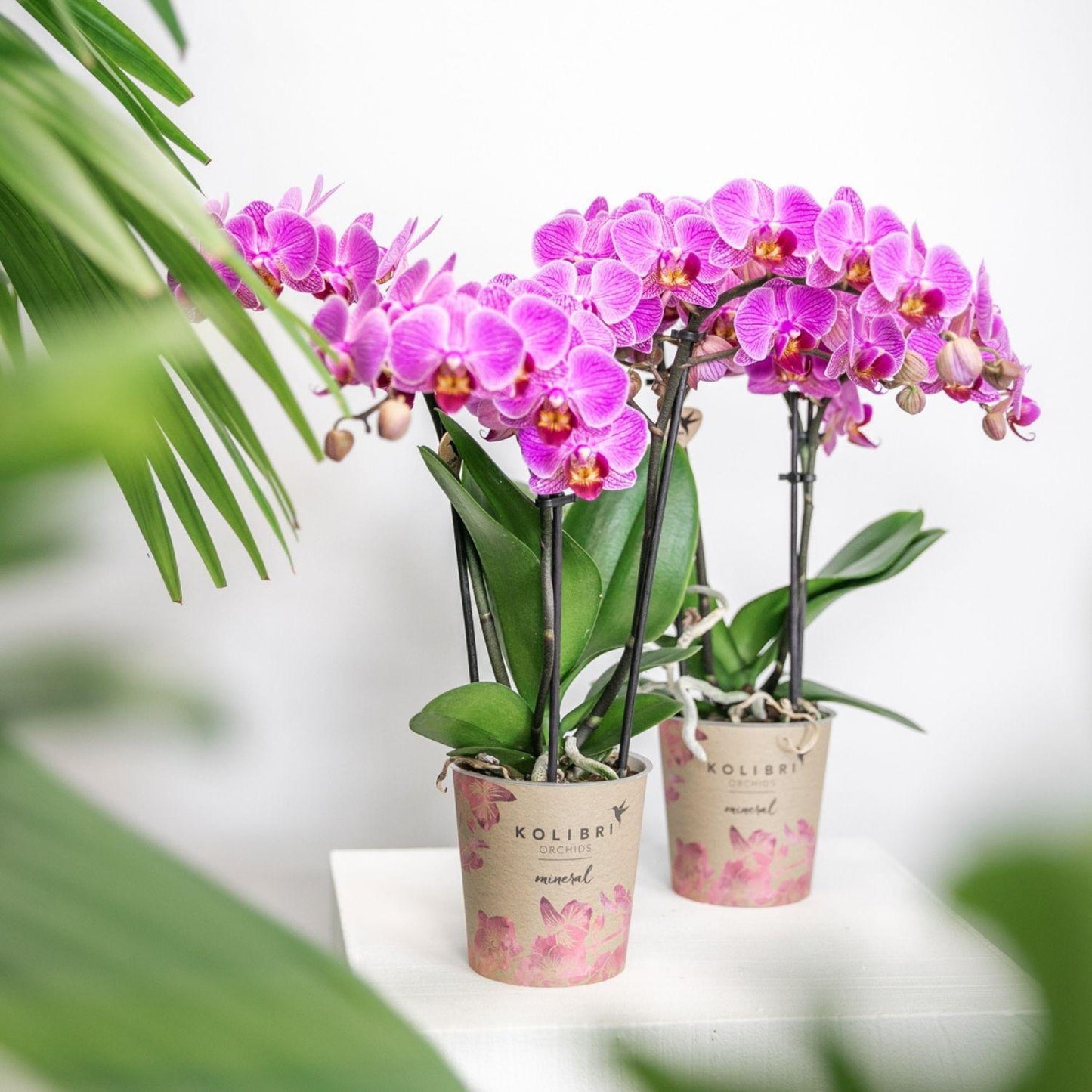 Purple Pink Orchids - Mineral Vienna - pot size 9cm