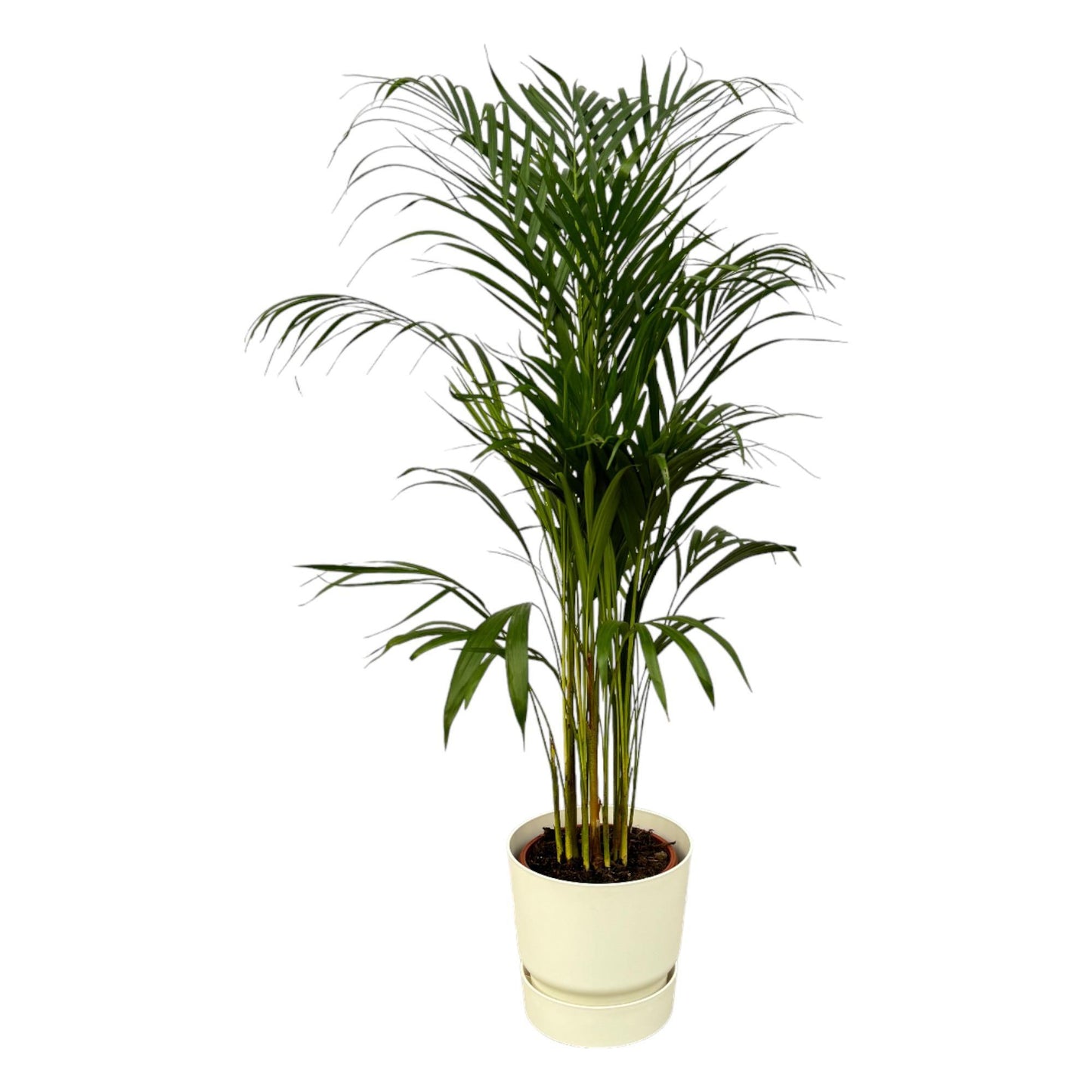 Palmera Areca - Altura: 110 cm - Incluye Maceta Redonda Elho Greenville - Blanco D24xH23