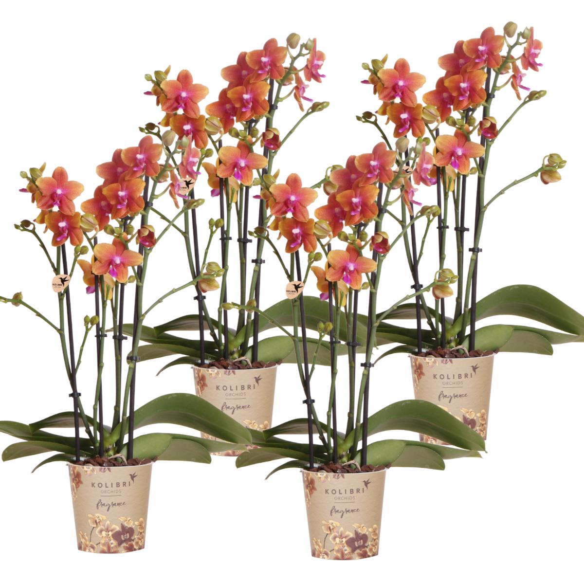 COMBI DEAL van 4 Geurige Oranje Orchideeën - potmaat 12cm