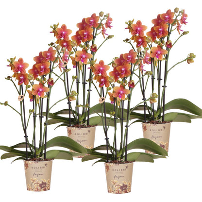COMBI DEAL van 4 Geurige Oranje Orchideeën - potmaat 12cm