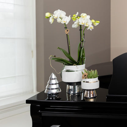 Witte Orchidee – Amabilis + Le Chic Sierpot Zilver – Potmaat 9cm – 40cm