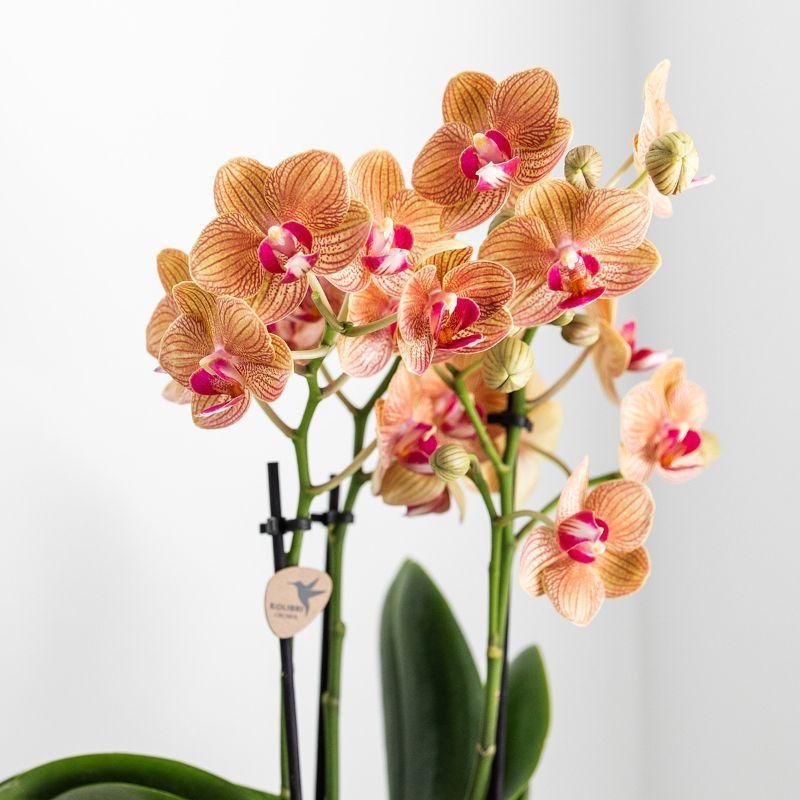 White Orchid – Jamaica + Lush Pot – Pot Size 9cm – Height 40cm