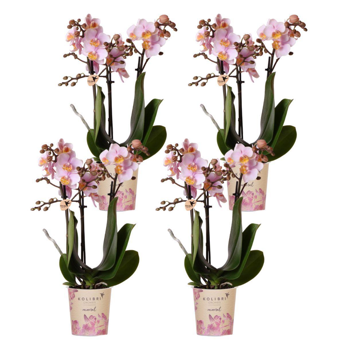 COMBI DEAL van 4 Roze Orchideeën - Andorra - potmaat 9cm