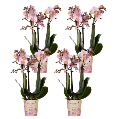 COMBI DEAL van 4 Roze Orchideeën - Andorra - potmaat 9cm