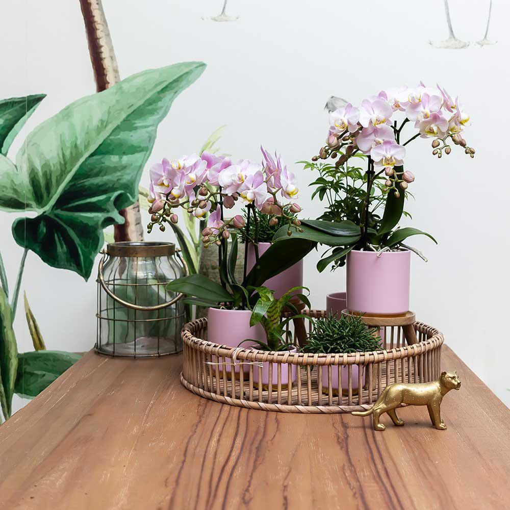 Pink Orchid – Andorra + Gold Foot Pink Pot – Pot Size 9cm – 35cm
