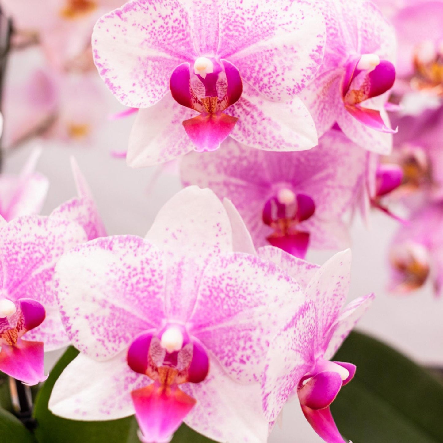 Pink Orchids - Mineral Rotterdam - pot size 9cm