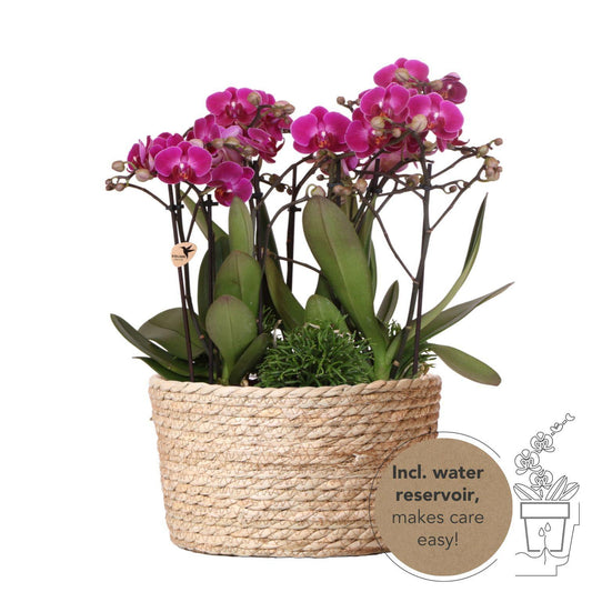 Plant Set in Reed Basket - Three Purple Orchids Morelia 9cm + Three Green Plants Rhipsalis - Jungle Bouquet Purple incl. Self-Sustaining Water Reservoir