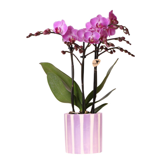 Purple Orchid Vienna + Lilac Striped Pot - Pot Size 9cm