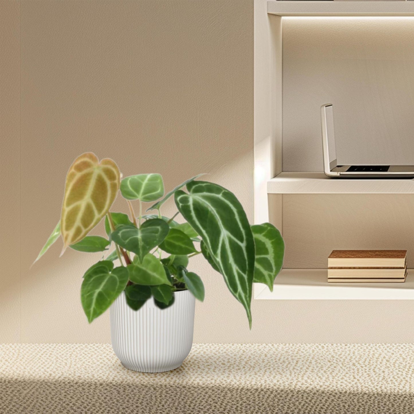 Groene mix 3 planten - 35 cm - Potmaat 12 cm - Monstera obliqua 'Monkey Leaf' + Philodendron Brandtianum + Anthurium Chrystallium
