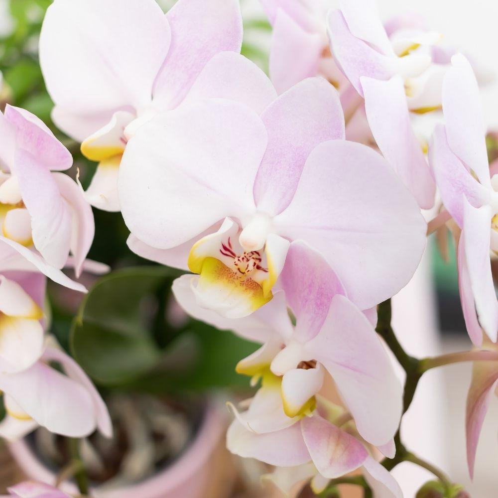 Pink Orchid – Andorra + Gold Foot Pink Pot – Pot Size 9cm – 35cm