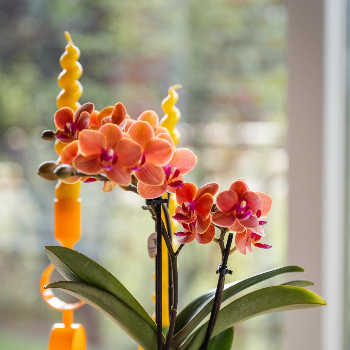 Orange Orchid Bolzano + Hieroglyph Off-White Decorative Pot - Pot Size 9cm