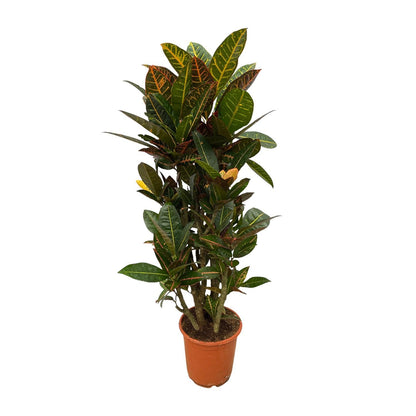 Codiaeum (Croton) Petra vertakt - Altura 100 cm - Tamaño de maceta 21 cm