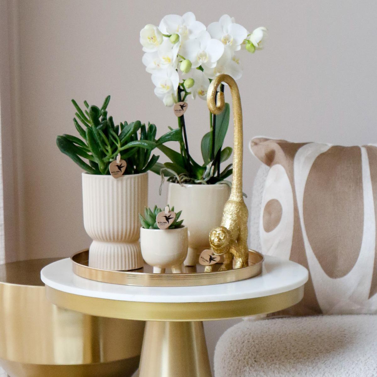 AMABILIS - COMBI DEAL van 4 Witte Orchideeën - potmaat 9cm