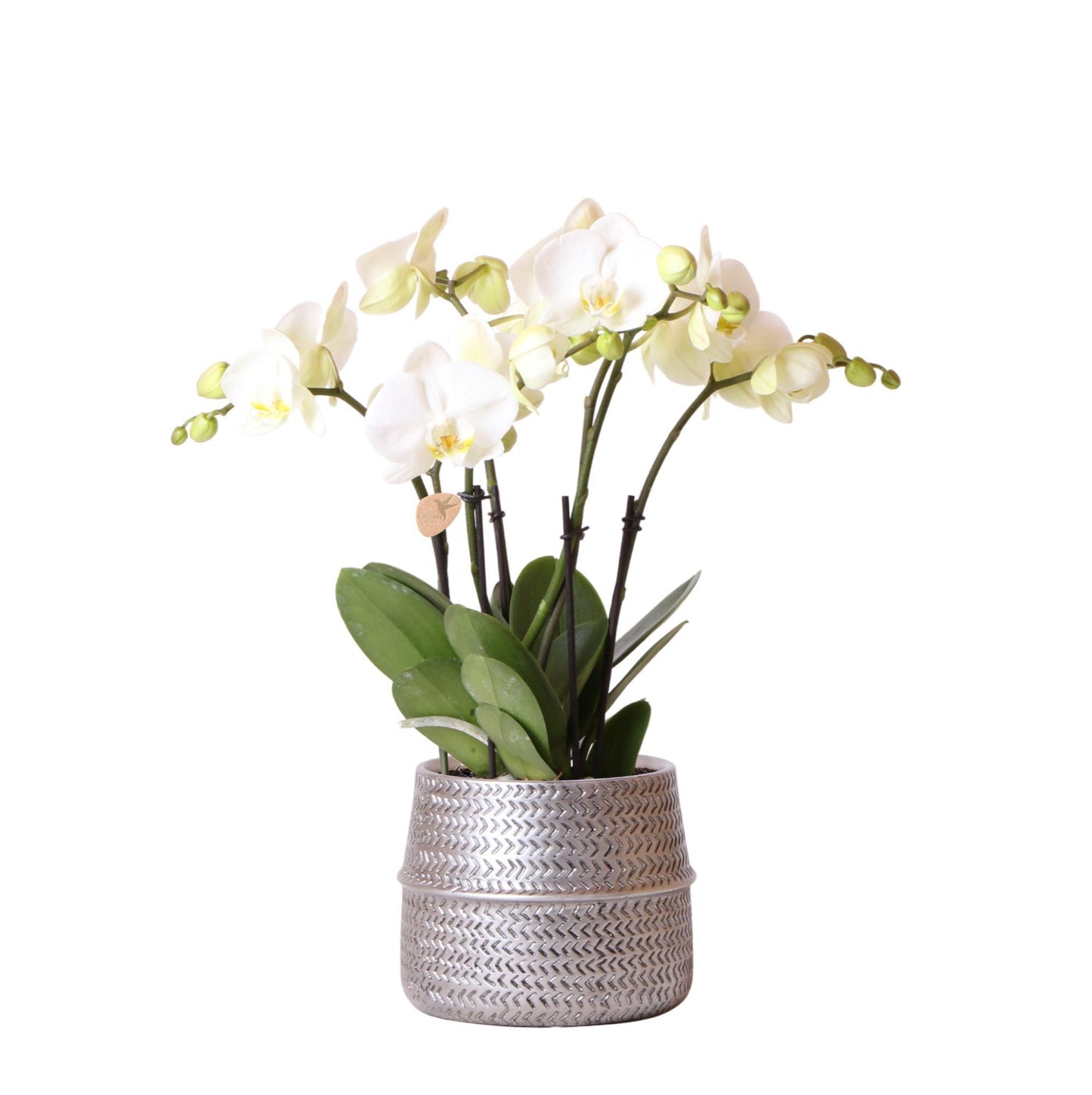 White Ghent Orchid in Silver Groove Decorative Pot - Pot Size 12cm
