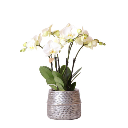 White Ghent Orchid in Silver Groove Decorative Pot - Pot Size 12cm