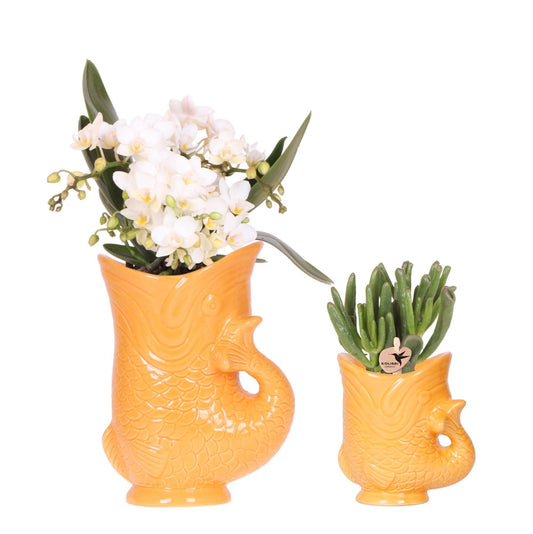 Set of White Orchid Nazaré and Succulent in Orange Fish Pot - Pot Size 9cm & 6cm