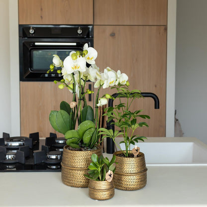 Orange Orchid in Gold Groove Pot - 12cm