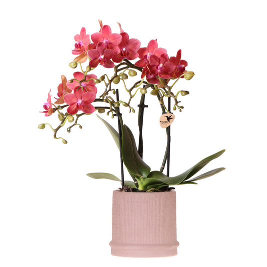 Red Congo Orchid + Bali sand pot - pot size 9cm