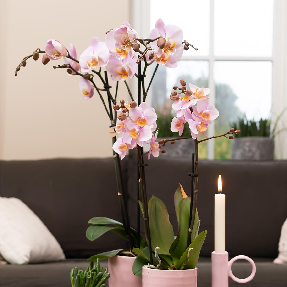Pink Orchid - Mineral Kikion - Pot Size 12cm