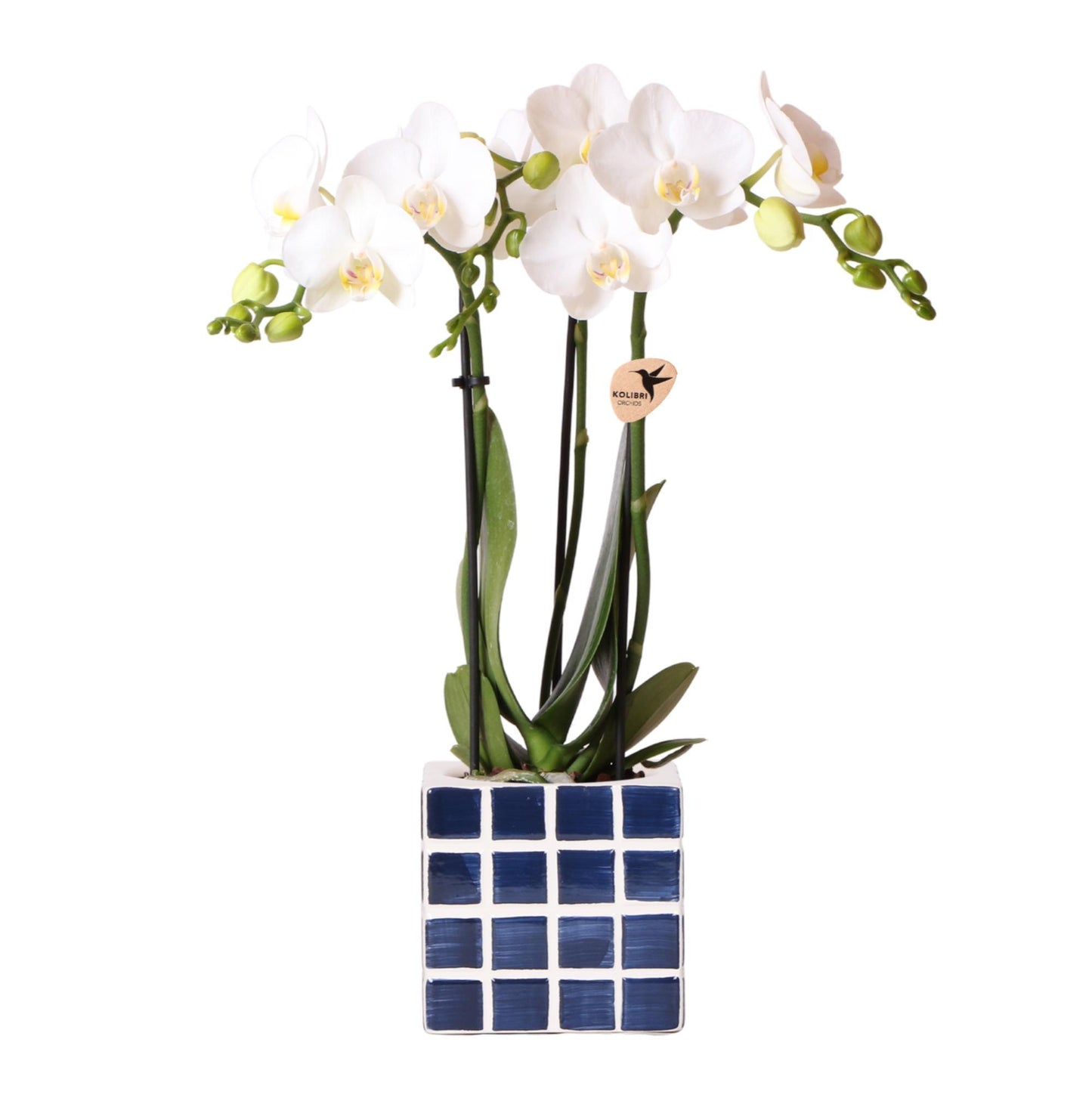White Orchid Amabilis + Mosa Blue Decorative Pot Size 9cm
