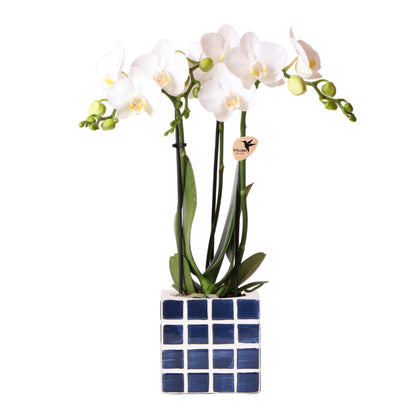 White Orchid Amabilis + Mosa Blue Decorative Pot Size 9cm