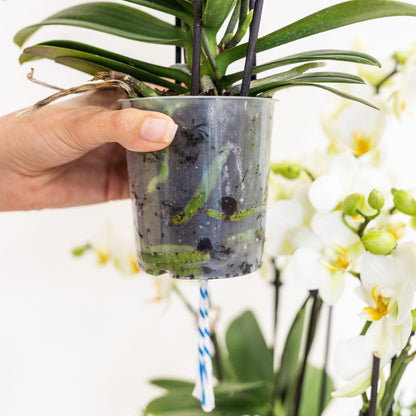 Plant Set in Reed Basket - Three Purple Orchids Morelia 9cm + Three Green Plants Rhipsalis - Jungle Bouquet Purple incl. Self-Sustaining Water Reservoir