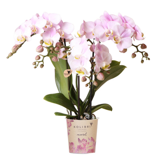 Pink Orchid - Portugal - Pot Size 9cm