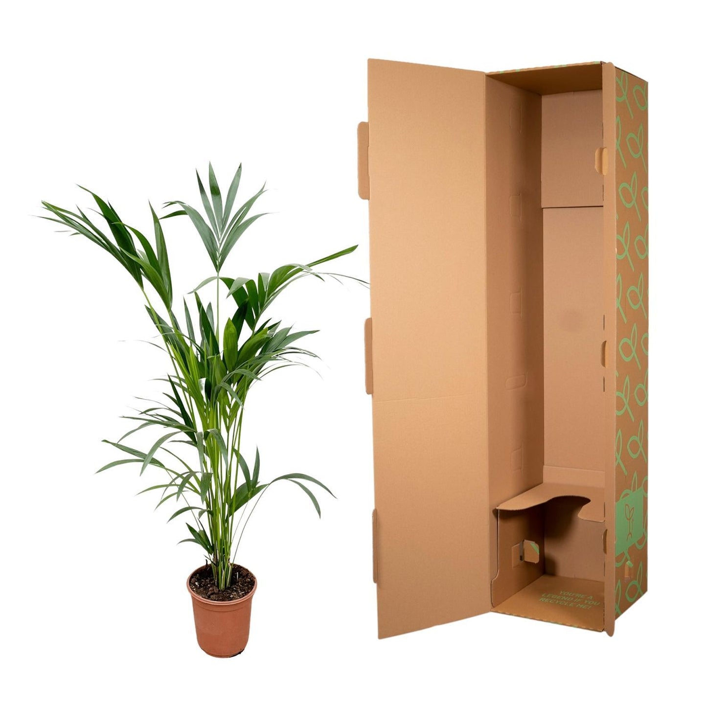 Palmera Kentia - Altura 160cm - Maceta 24cm